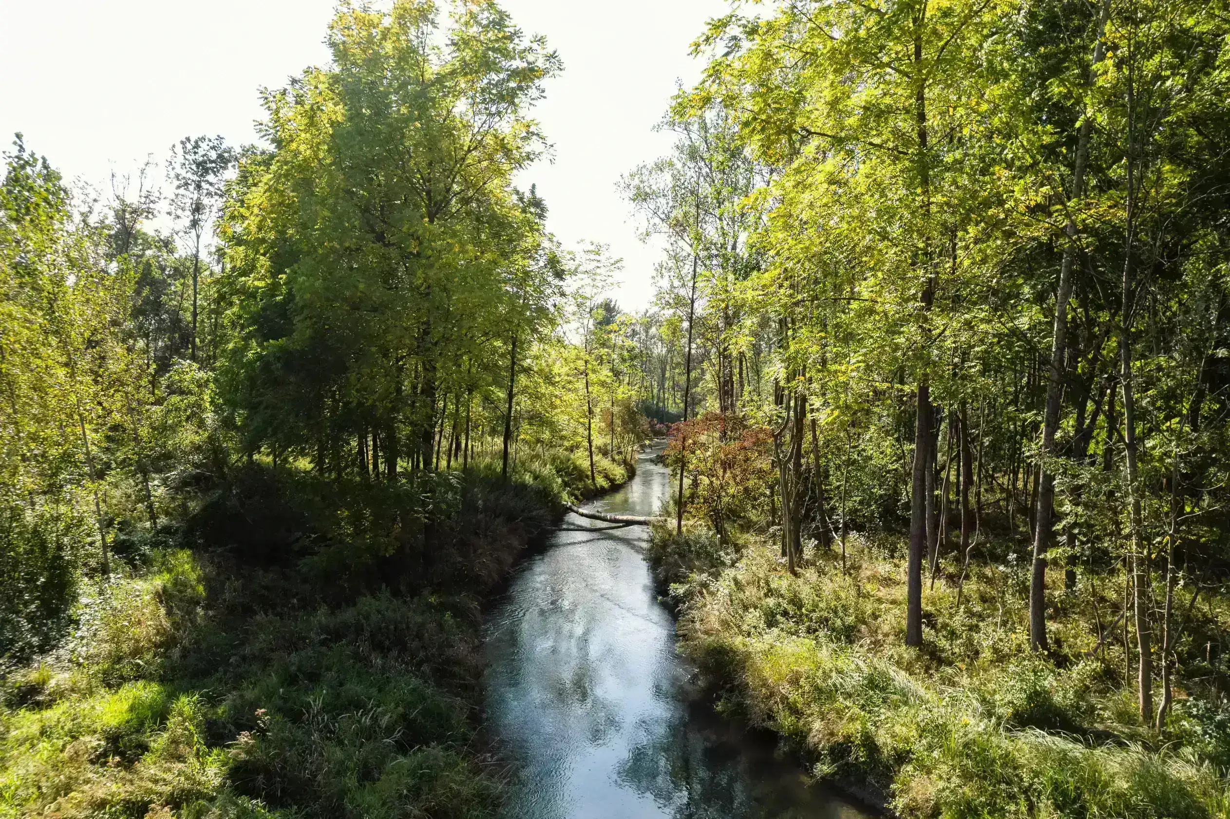 Das Bild zeigt in der Mitte einen dunkelblauen Fluss, welcher durch einen dicht bewachsenen Wald fließt. Der Wald ist dabei links und rechts, wobei die rechte Seite von der Sonne angestrahlt wird und leuchtet. Links ragt ein großer Baum hervor, welcher einen Schatten auf den Fluss wirft und für das dunkle Blau sorgt. Etwas weiter flussabwärts liegt ein Baumstamm quer über den Fluss. Der dicht bewachsene Wald auf beiden Seiten strotzt vor lauter Sträuchern und Wiesen in verschiedenen hellen und dunklen Grüntönen. Die Bäume stehen hoch empor und zeigen ebenfalls verschiedenste Grüntöne.